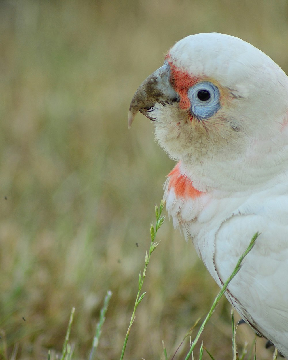 a close up of a bird in a field of grass