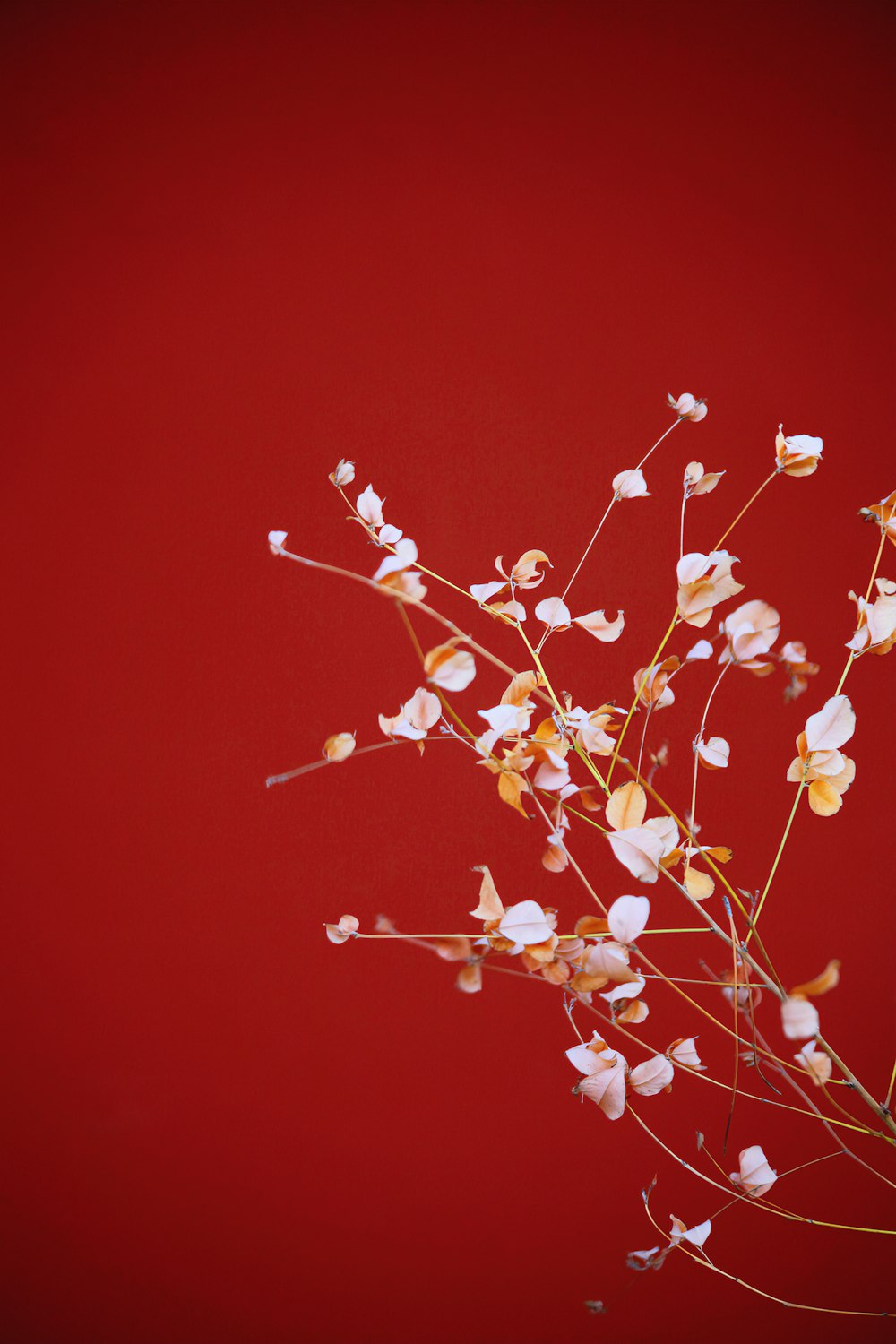 un ramo de flores blancas sobre un fondo rojo