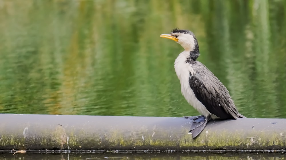 un uccello in bianco e nero seduto in cima a un tubo