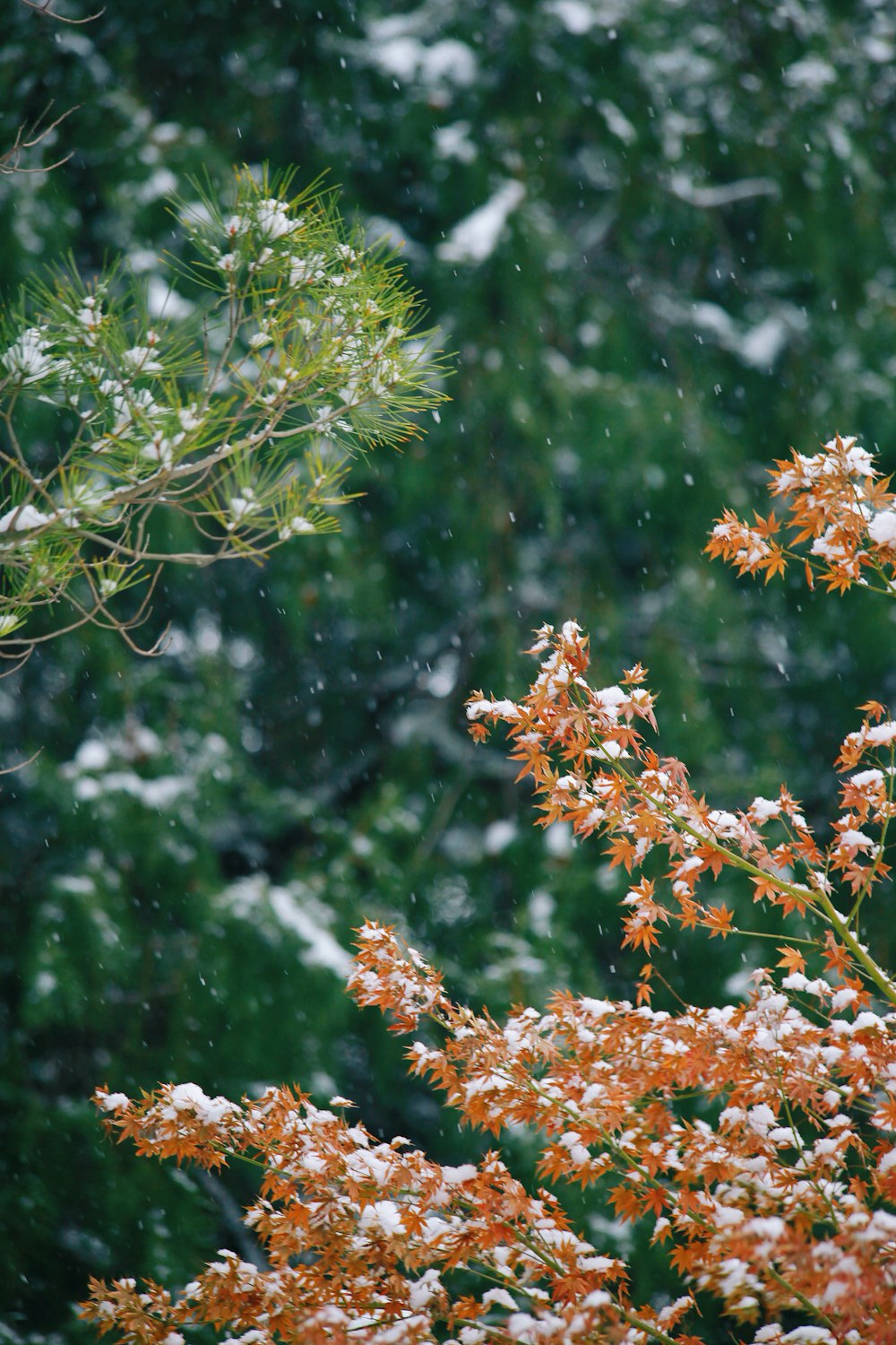 a bird is perched on a tree branch in the snow