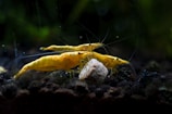 a couple of yellow shrimp are in the water