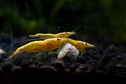a couple of yellow shrimp are in the water