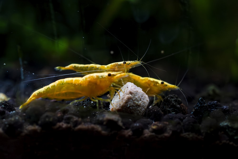 a couple of yellow shrimp are in the water