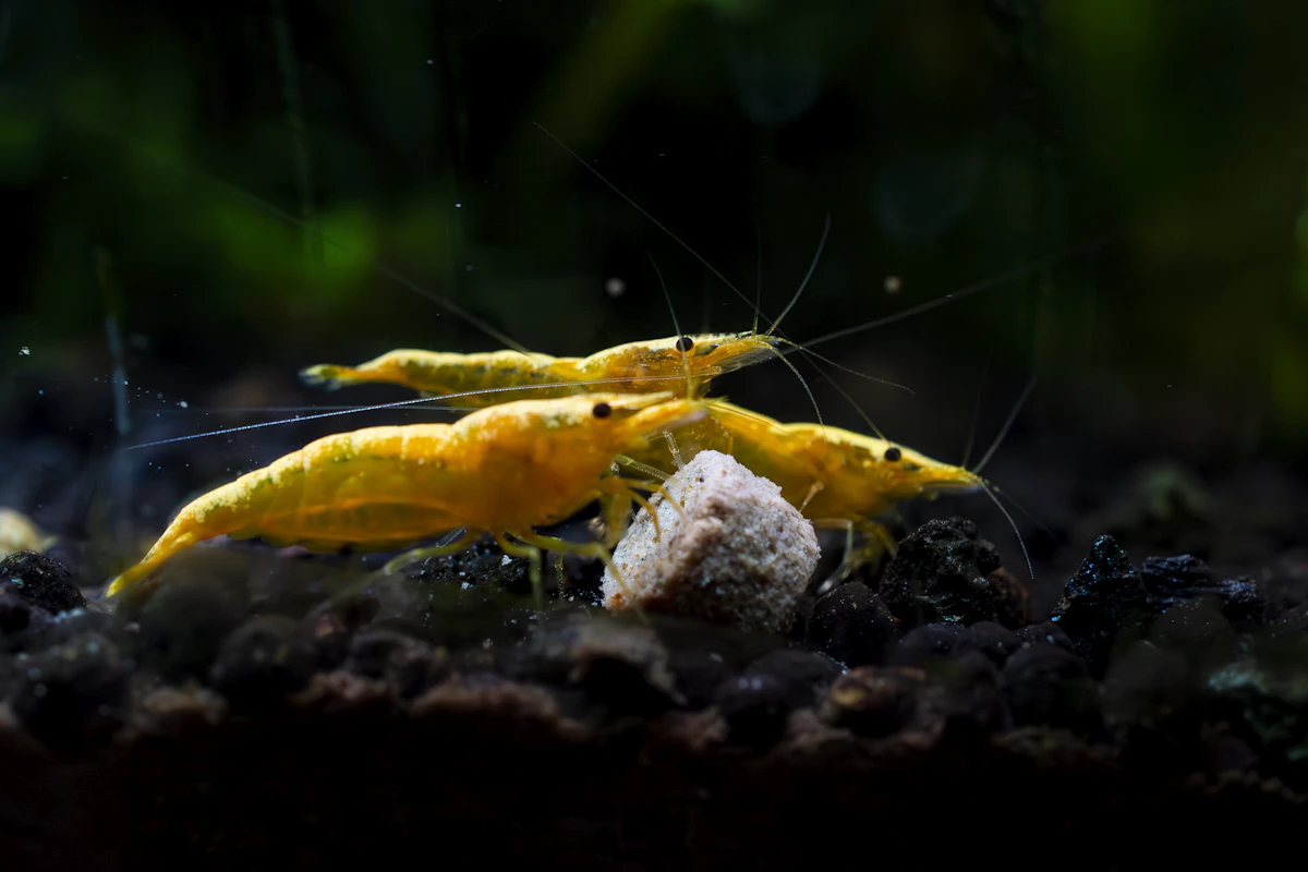 Gamba de acuario de cerca