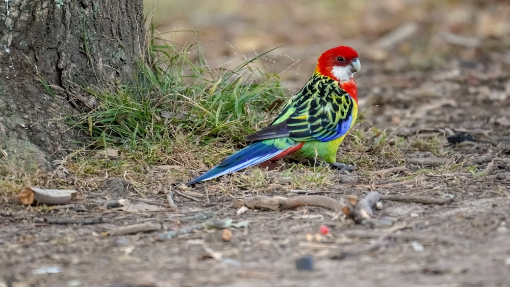 a colorful bird standing next to a tree