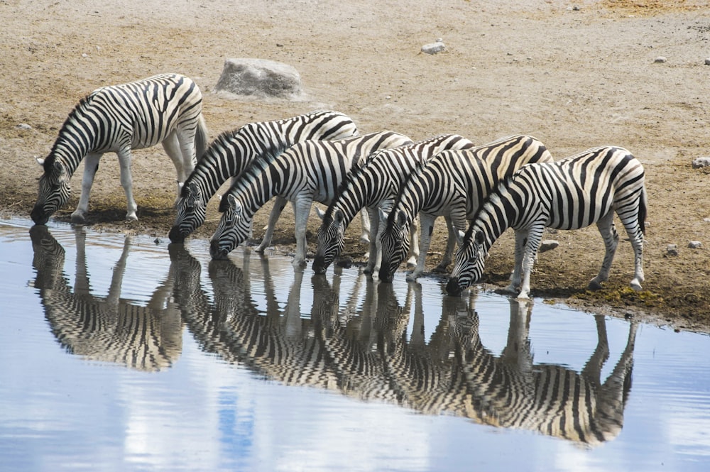 a group of zebras drinking water from a pond
