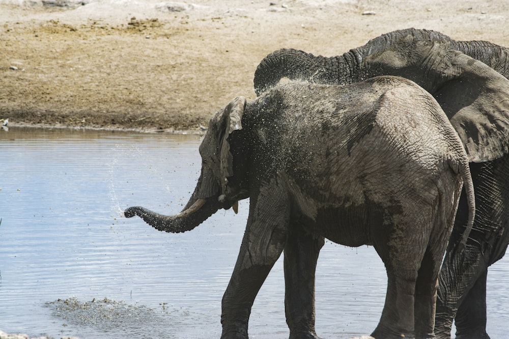 a couple of elephants standing next to a body of water