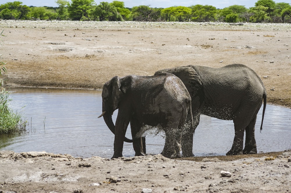 Un par de elefantes de pie junto a un cuerpo de agua