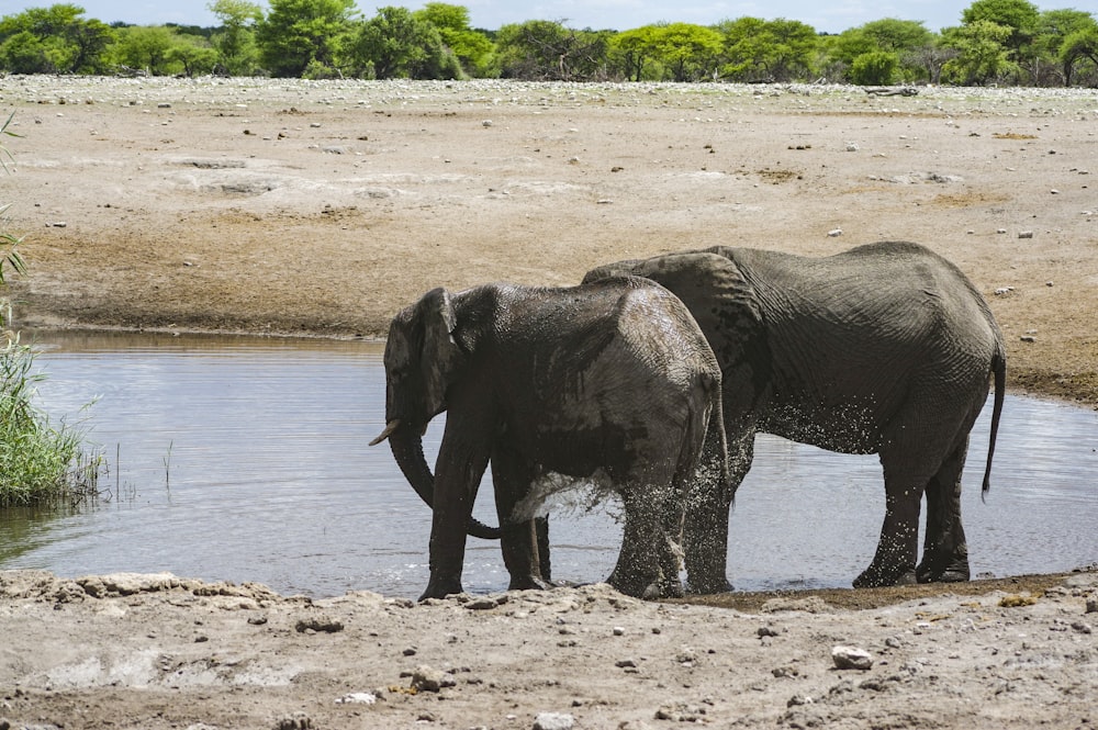 a couple of elephants standing next to a body of water