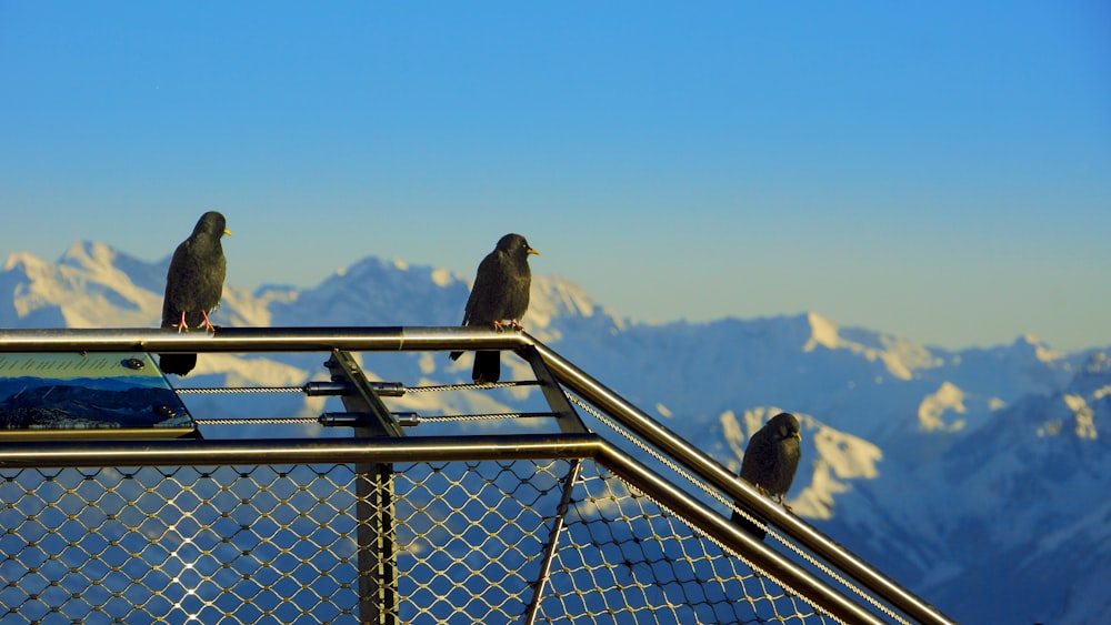 two birds perched on top of a metal fence