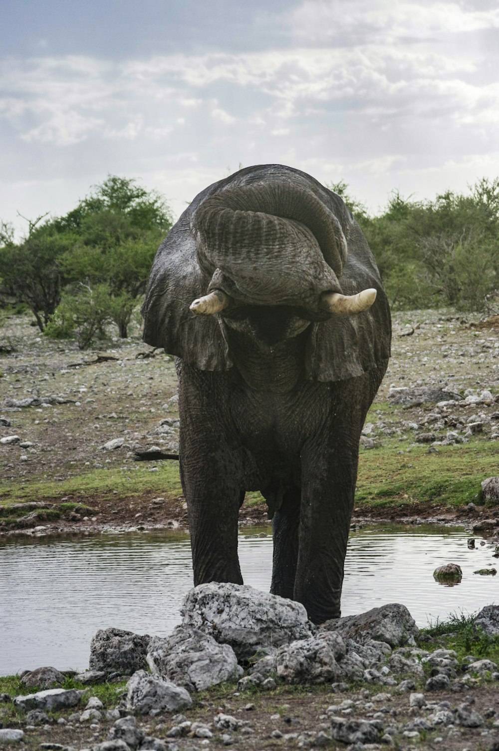 un elefante in piedi accanto a uno specchio d'acqua