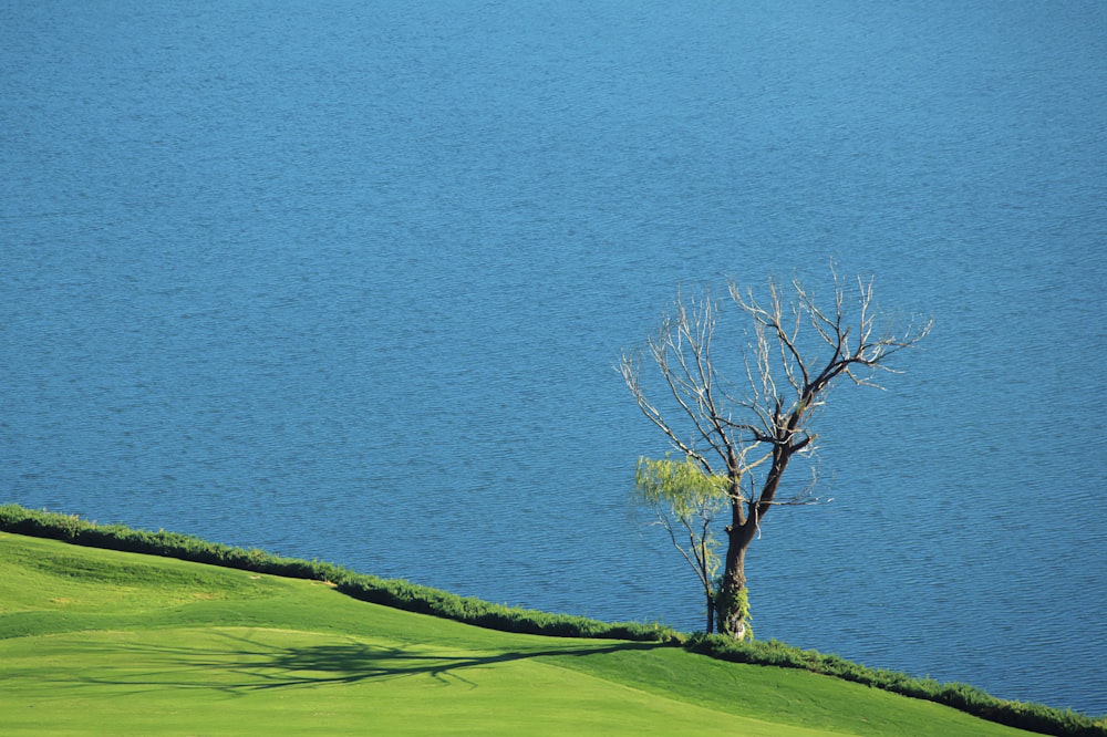 a lone tree on the edge of a golf course