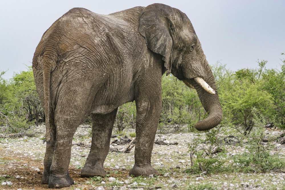 an elephant standing in a field with trees in the background