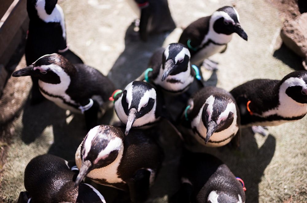 a group of penguins standing next to each other