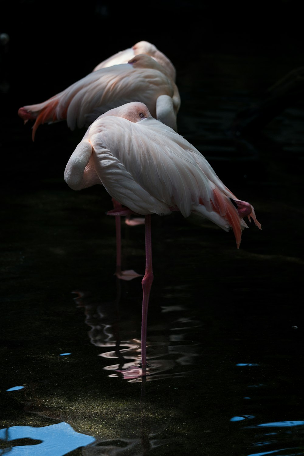 two flamingos are standing in the water together