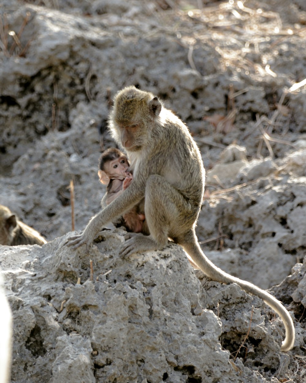 a monkey sitting on top of a rock next to another monkey