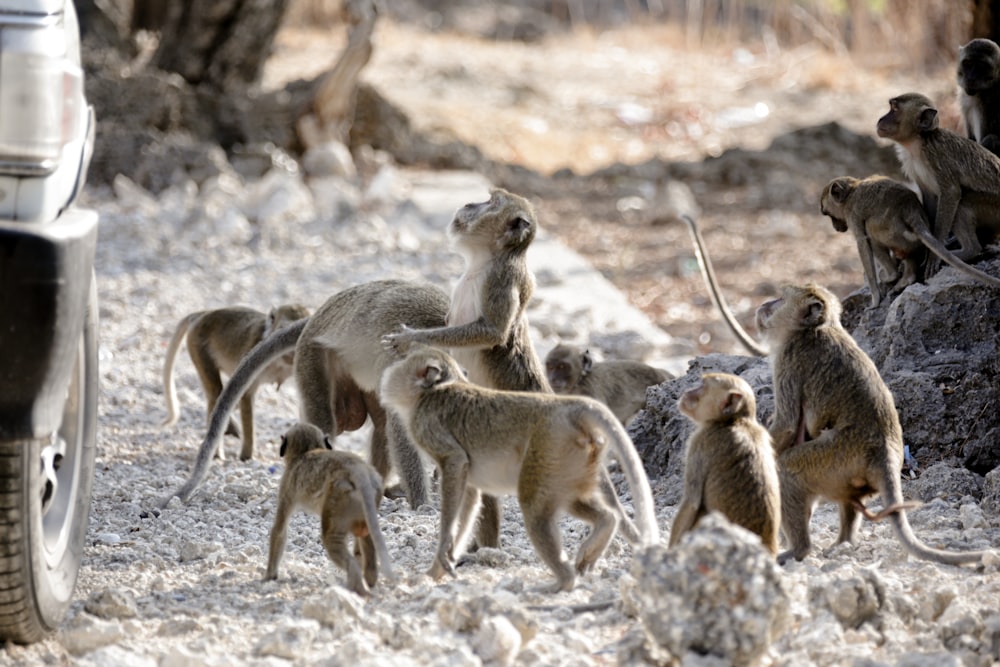 a group of monkeys standing on top of a pile of rocks