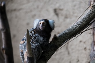 a small monkey sitting on a tree branch