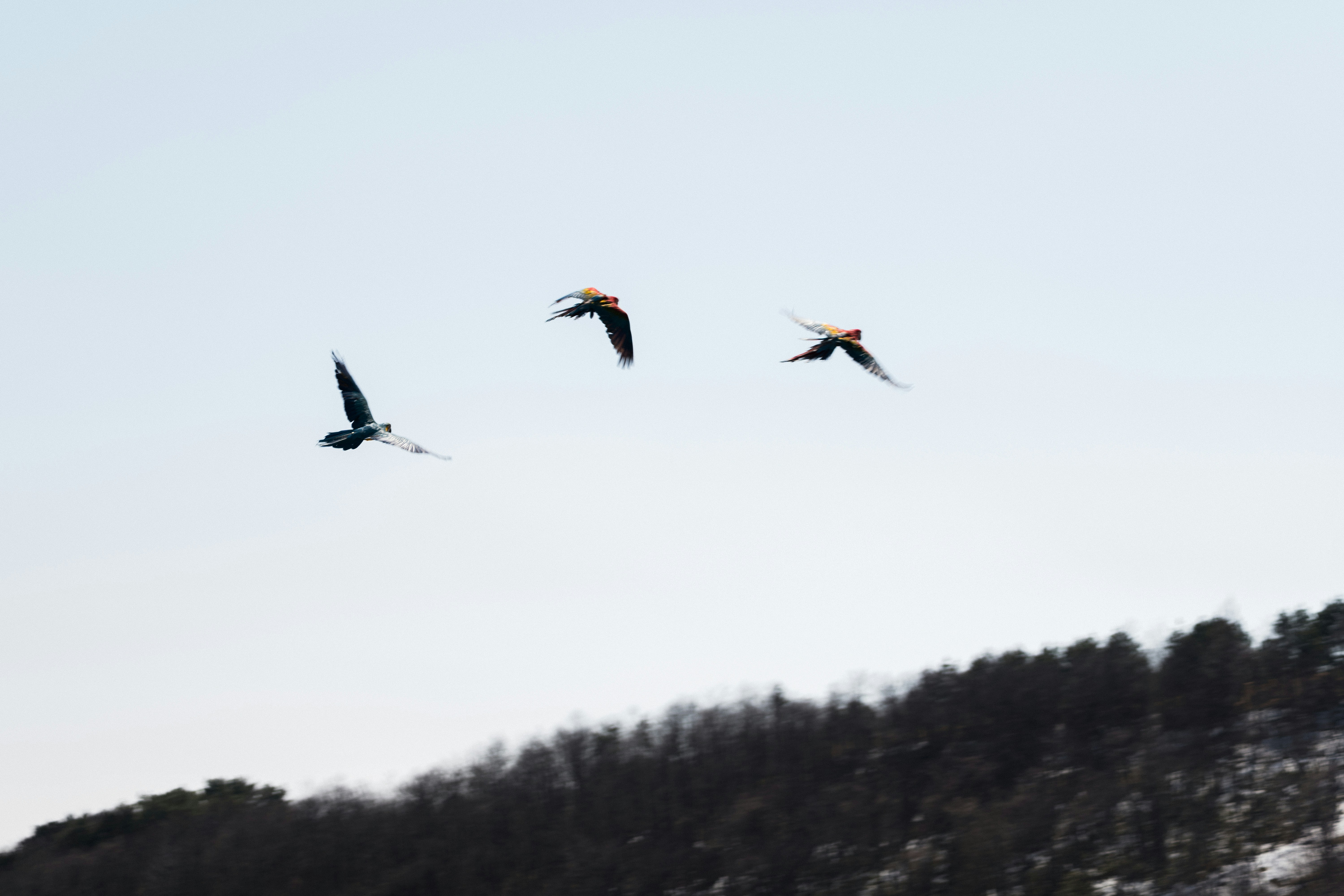 You may not quite be free as a bird, but this amazing collection of bird images is just that: totally free to use! Parrots, owls, hummingbirds: Unsplash has images of them all, each prettier than the last.