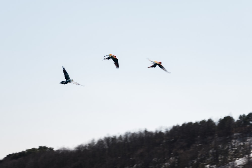 a group of birds flying over a snow covered mountain