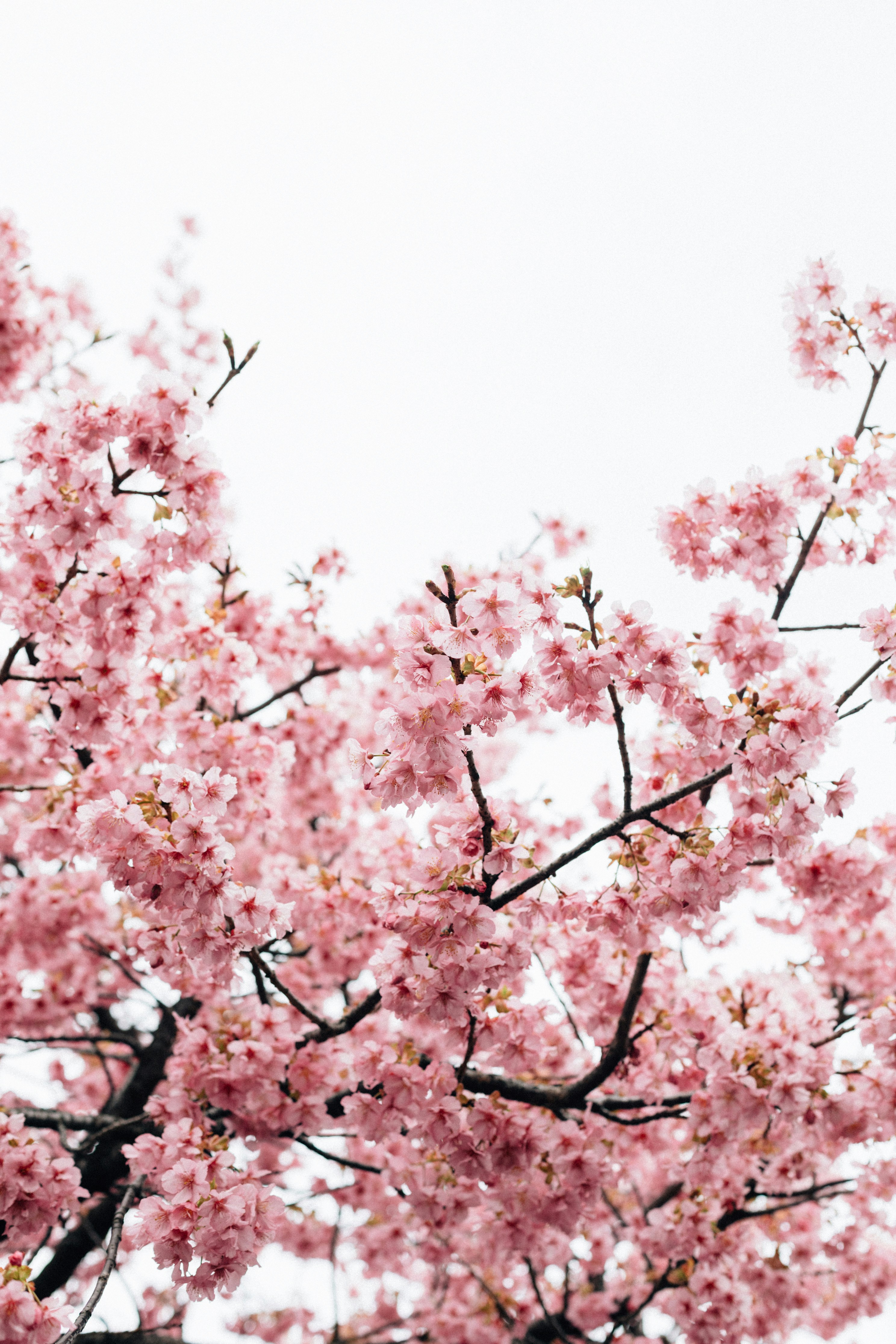 Photo by tsuyoshikozu