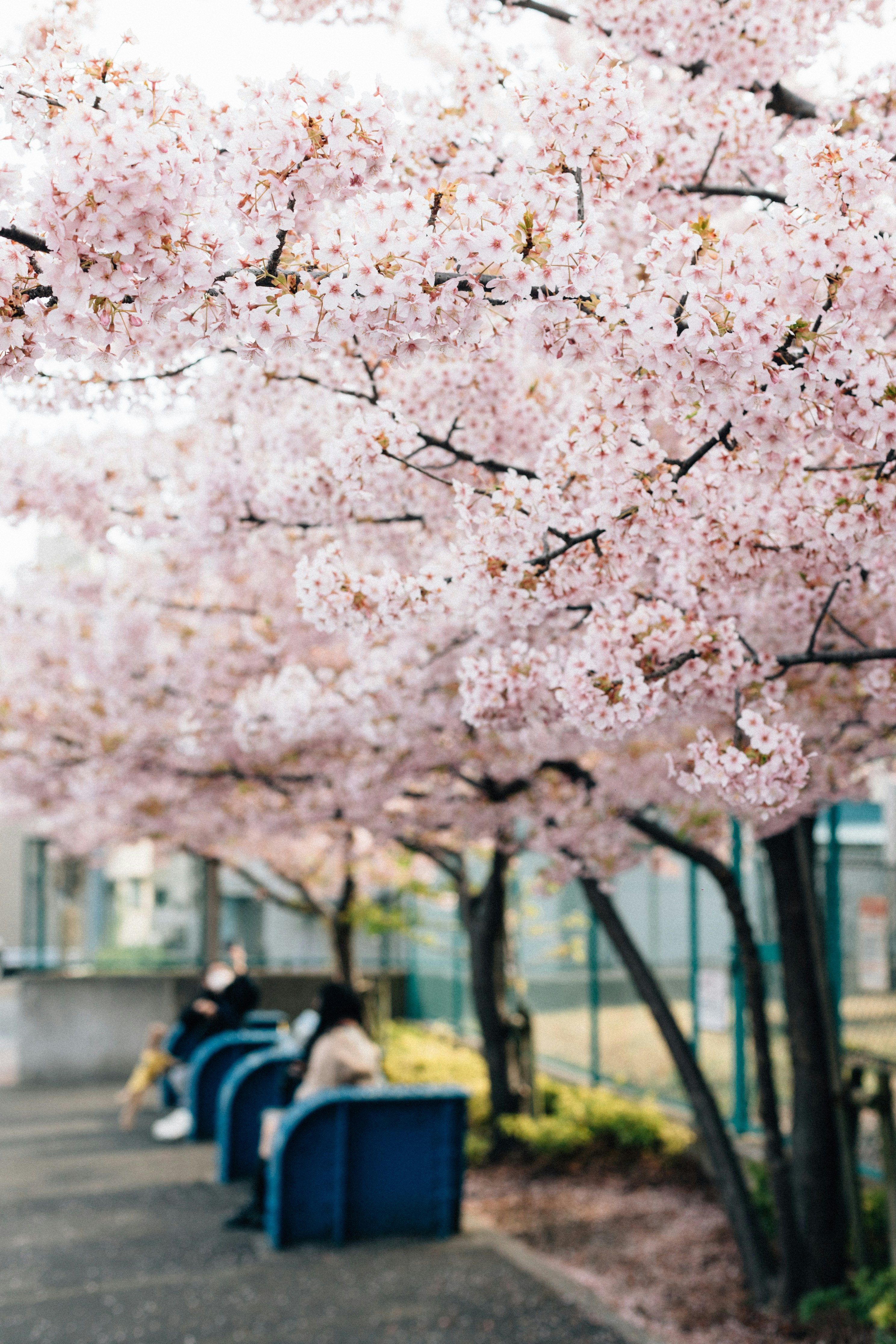 Photo by tsuyoshikozu