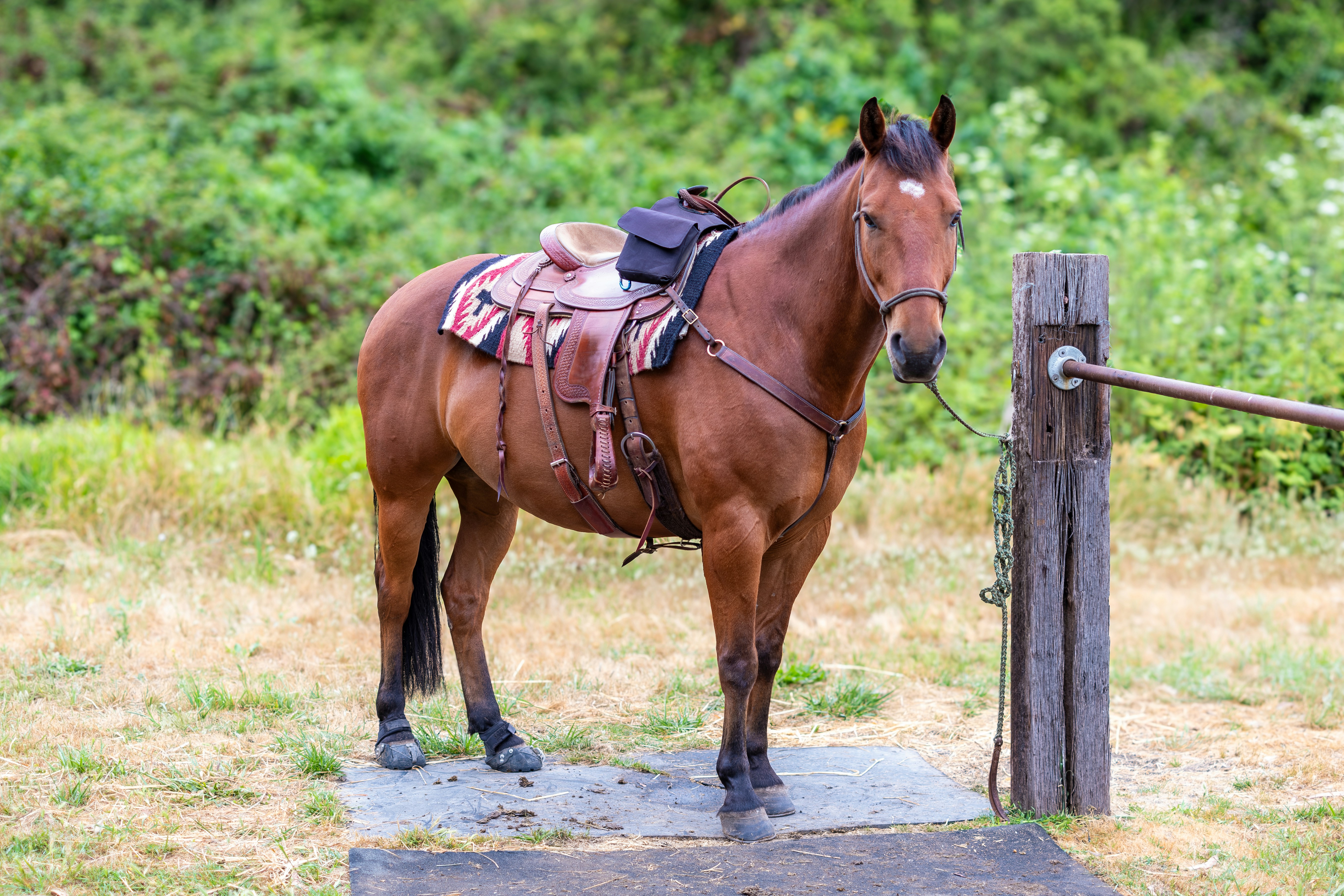 a brown horse standing next to a wooden post