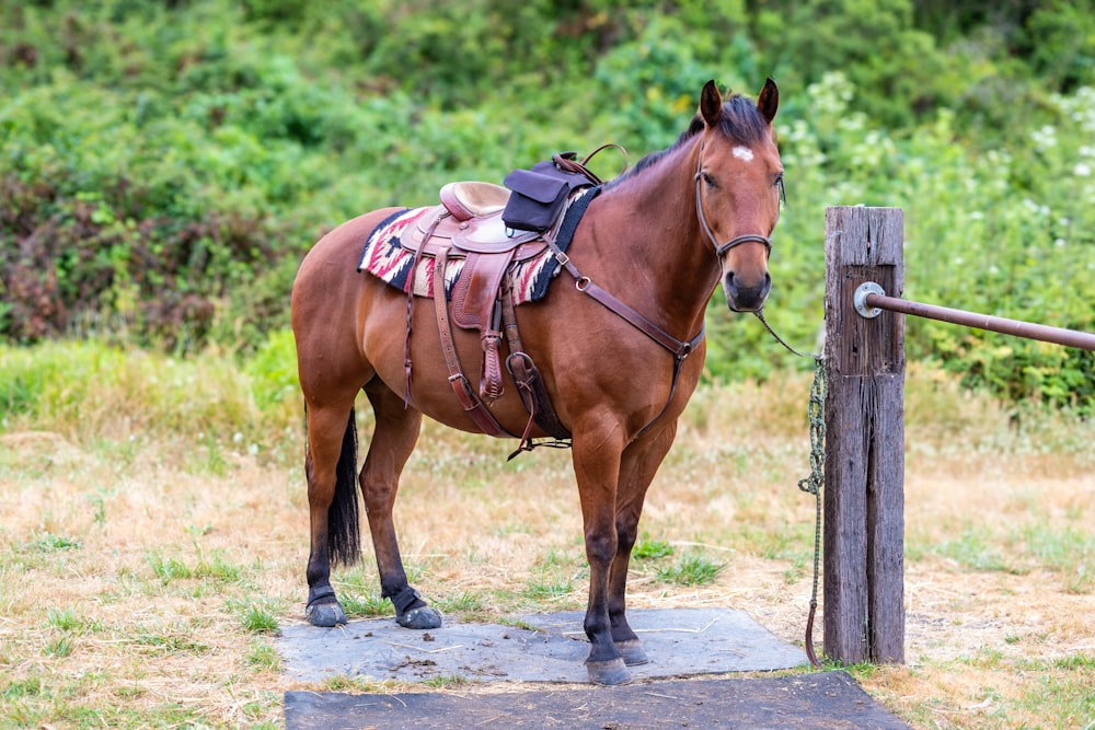 un caballo marrón parado junto a un poste de madera