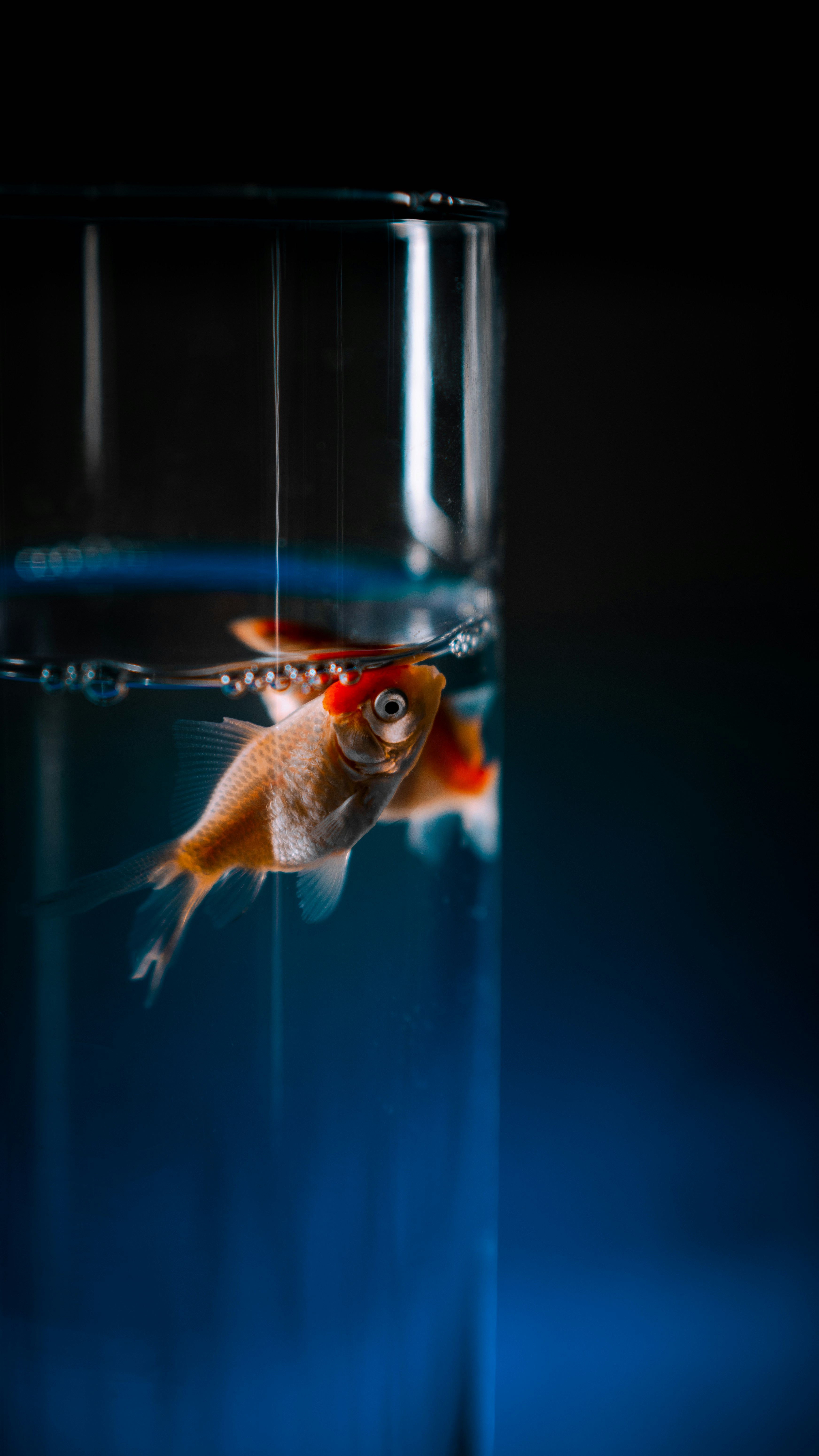 un pesce rosso che nuota in un bicchiere d'acqua