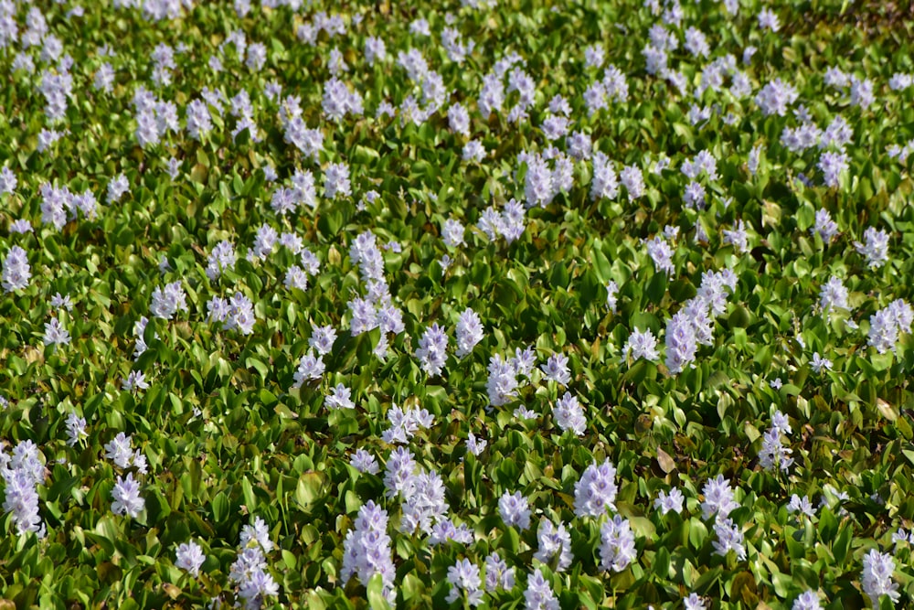 a field of blue flowers with green leaves