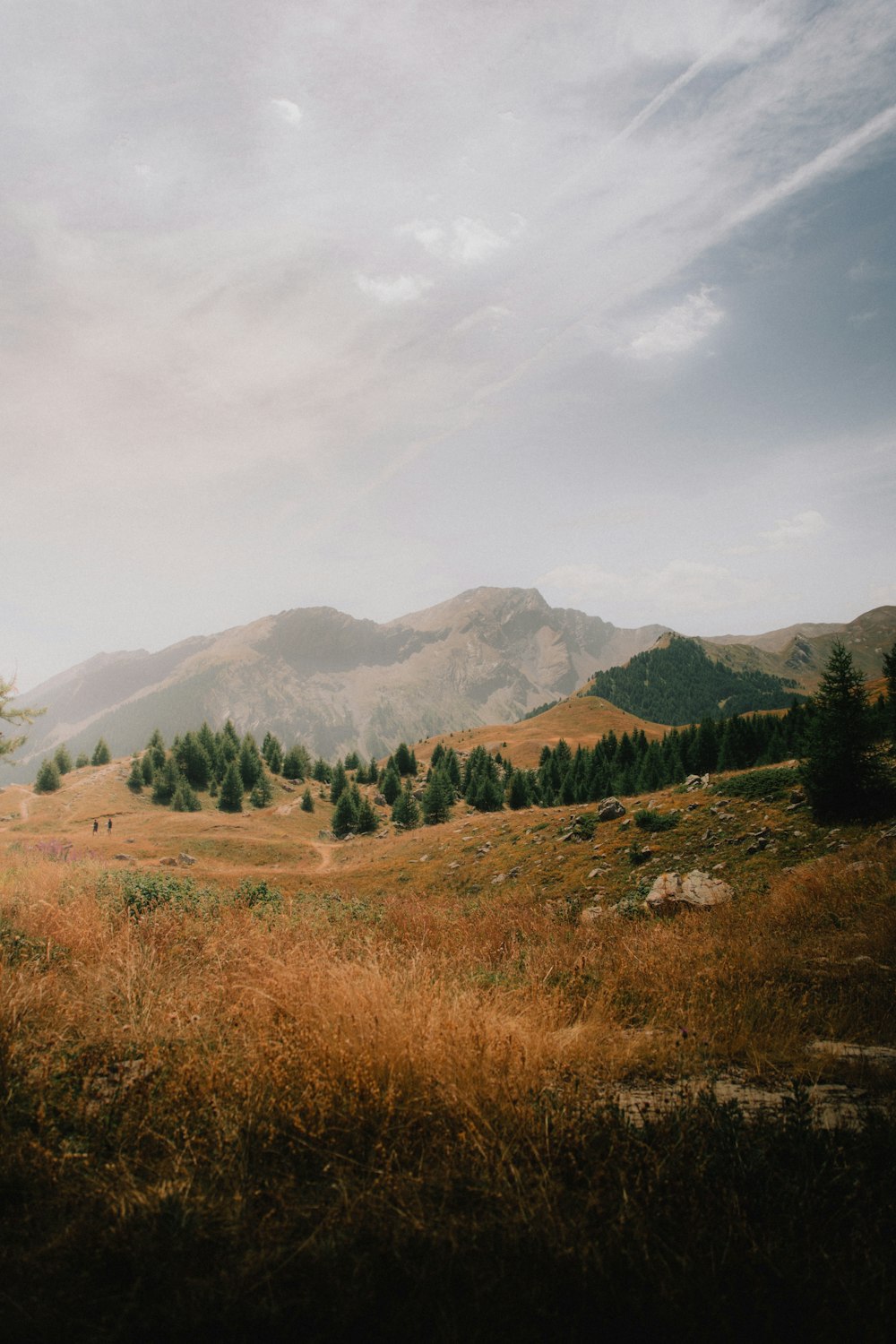 a grassy field with trees and mountains in the background