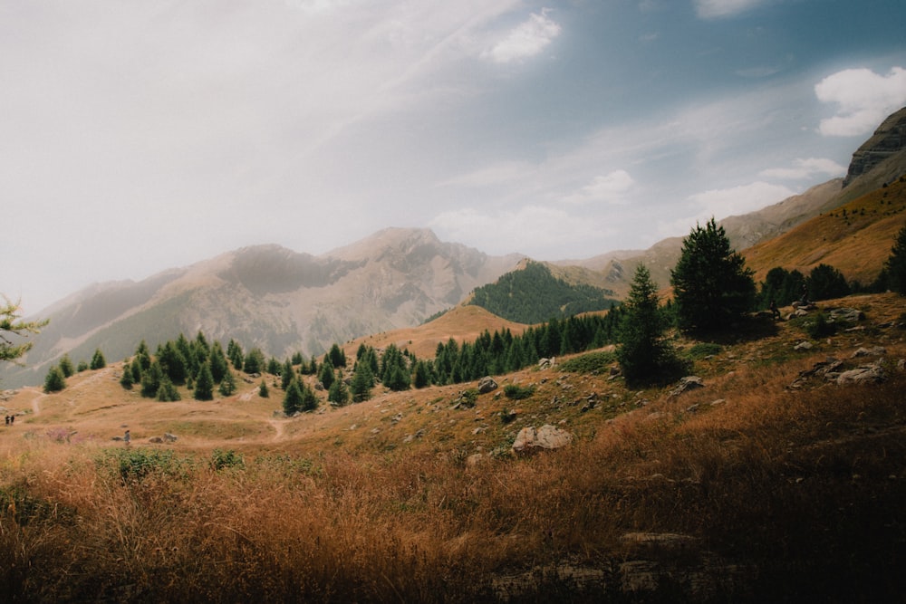 a grassy field with trees and mountains in the background