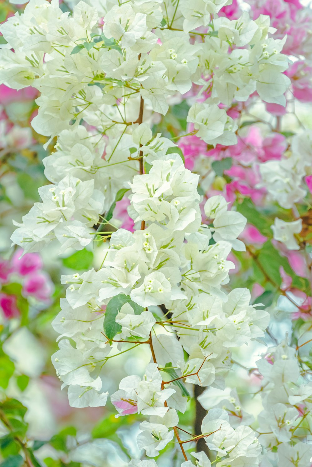 a tree filled with lots of white and pink flowers