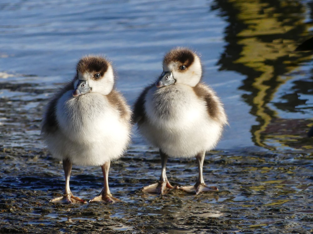 two little birds standing in the water near each other