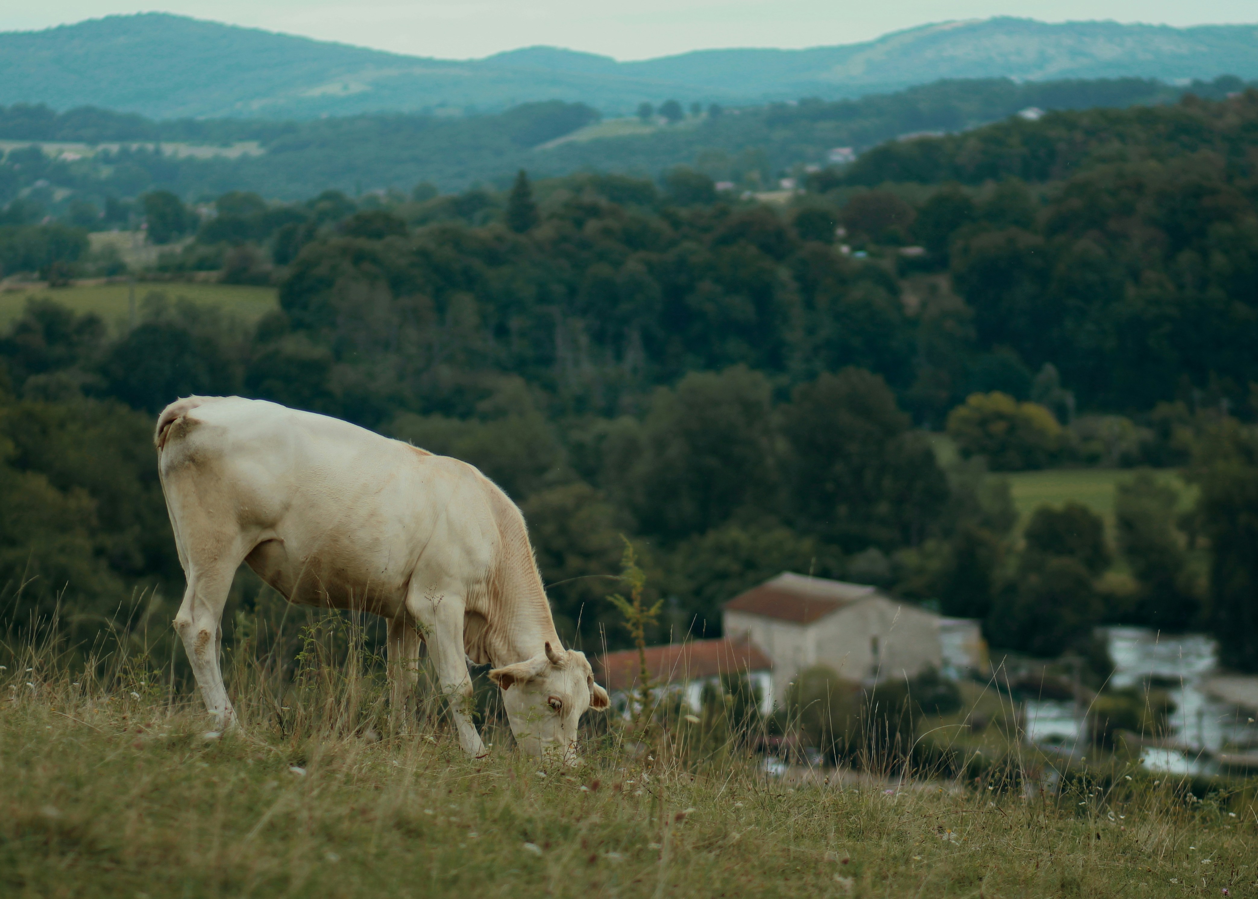 a white cow grazing on a lush green hillside