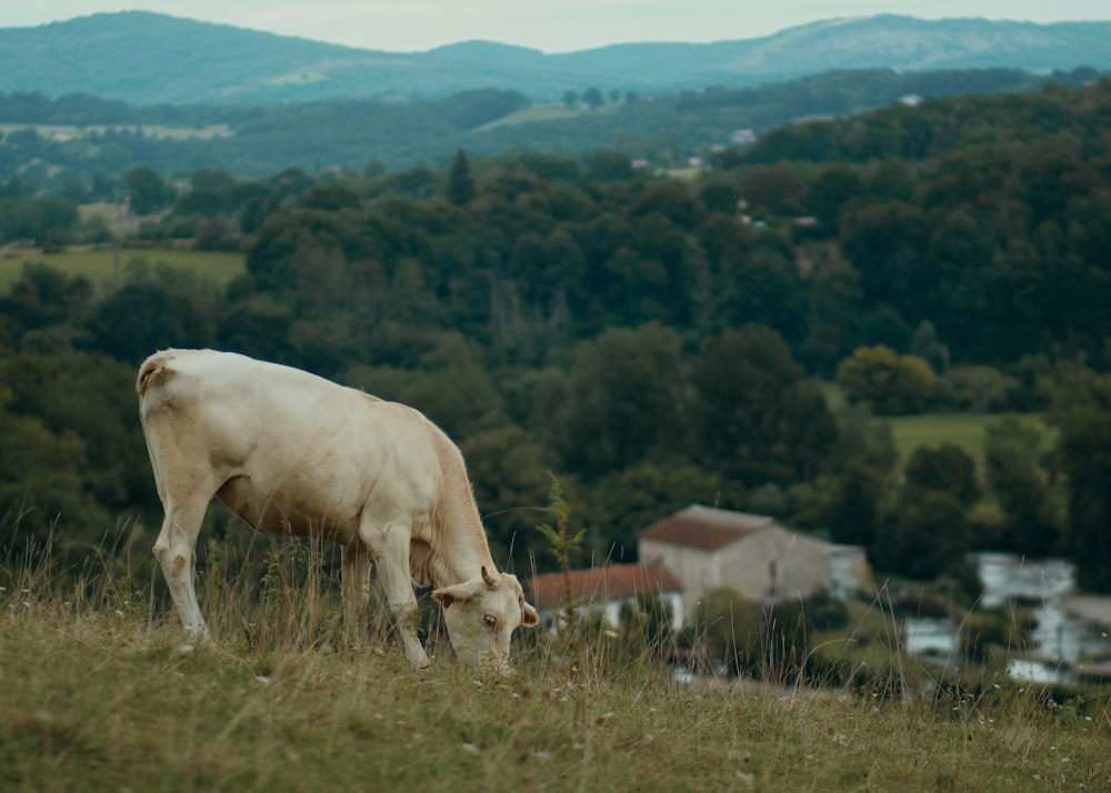 a white cow grazing on a lush green hillside