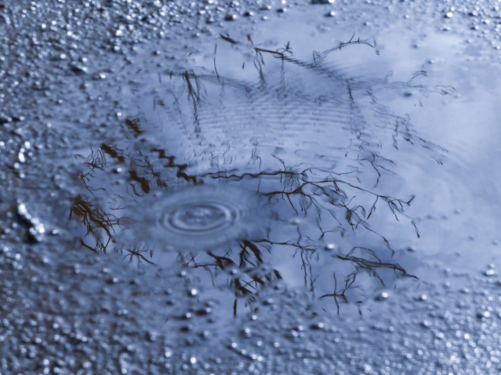 a puddle of water with grass in it