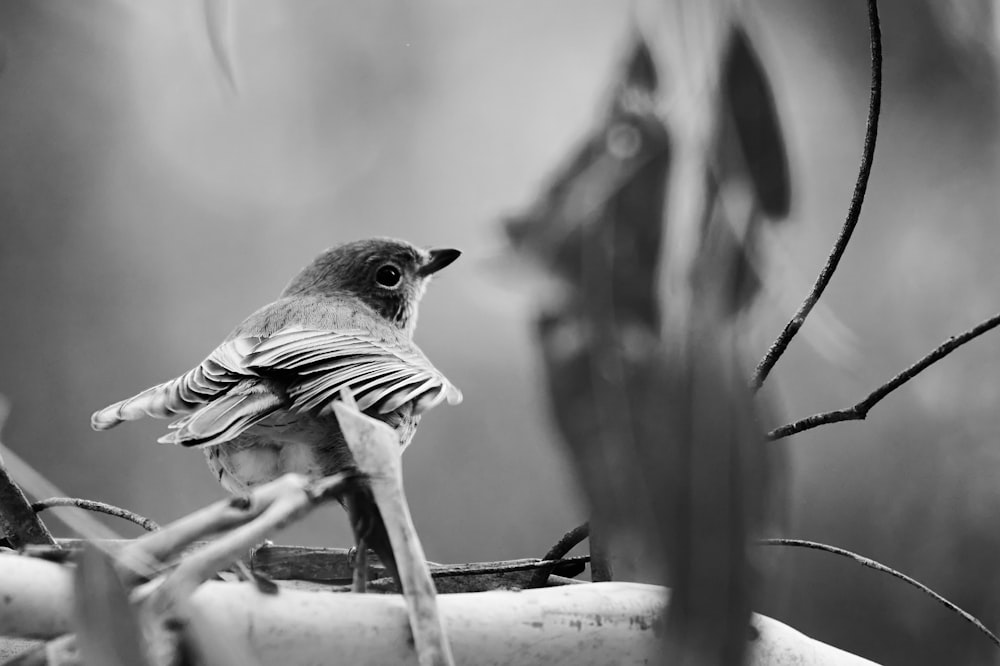 a black and white photo of a bird on a branch