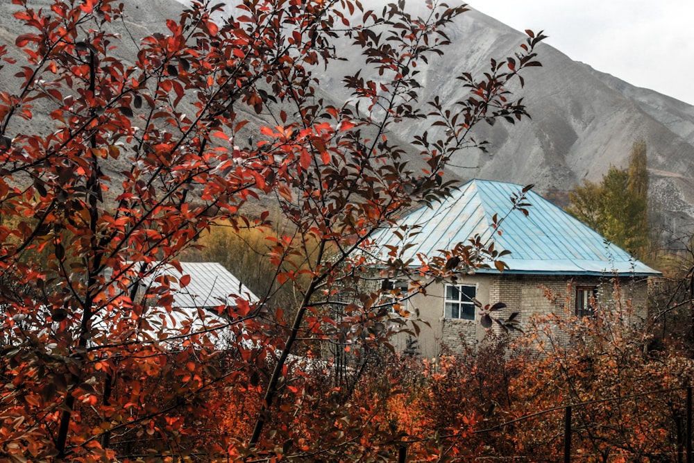 a house with a blue roof surrounded by trees