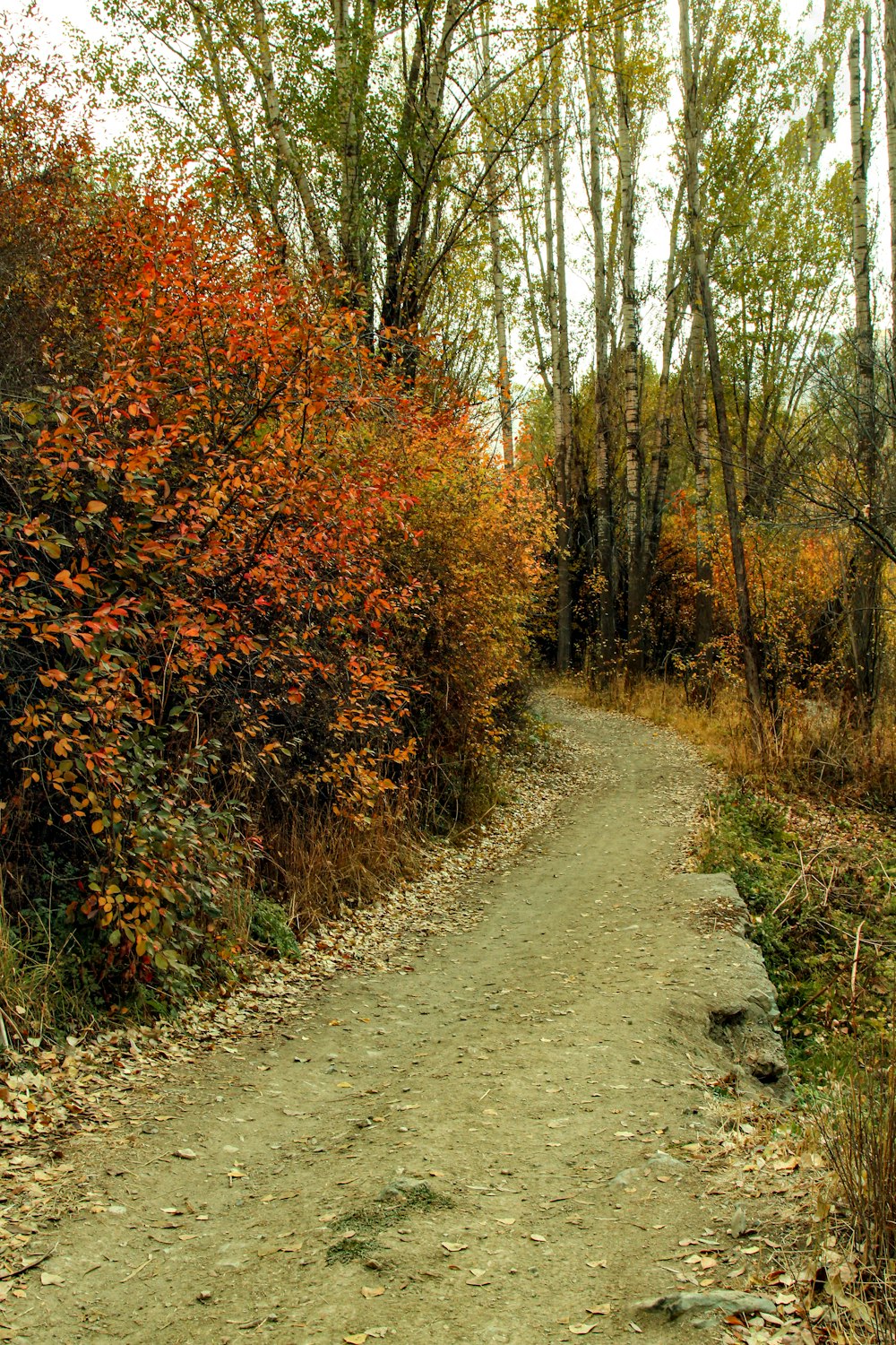 a dirt road surrounded by trees and leaves