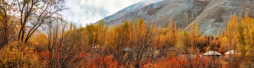 una foresta piena di molti alberi vicino a una montagna