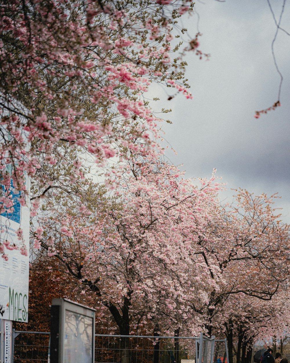 a group of people walking down a street next to trees