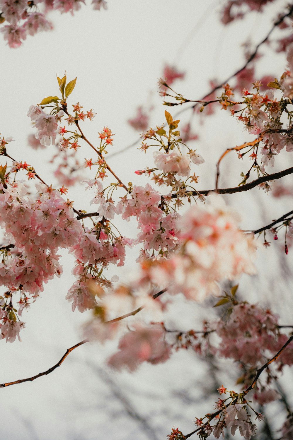 a tree with lots of pink flowers on it