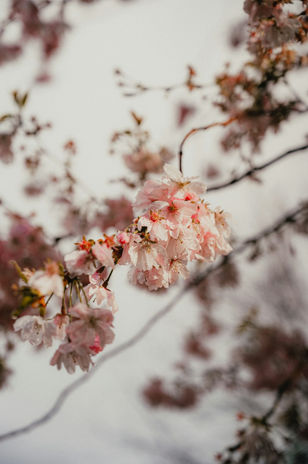 a branch of a tree with pink flowers