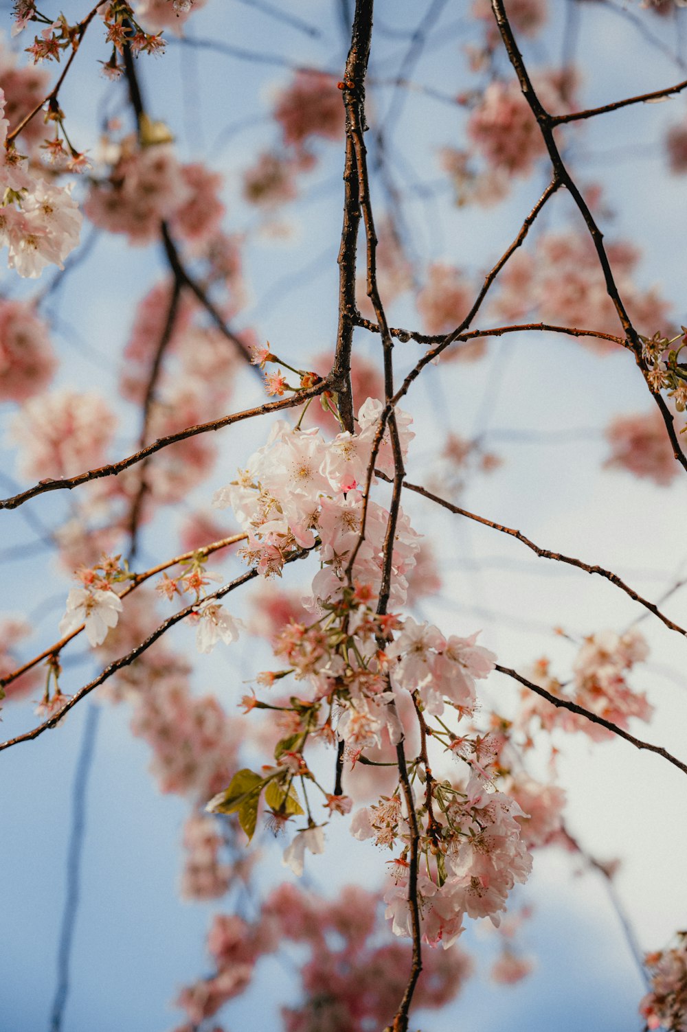 una rama de un árbol con flores rosadas
