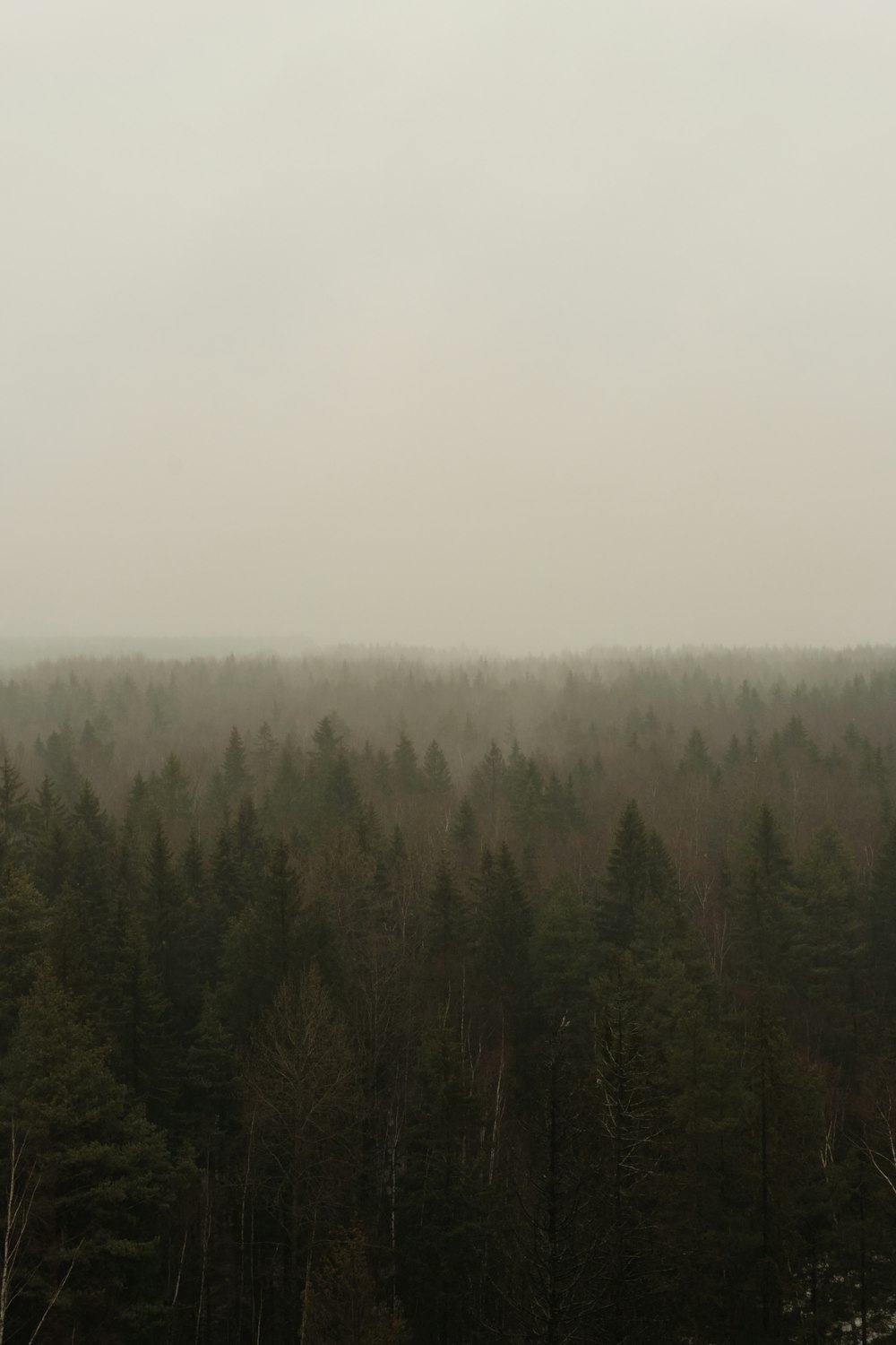 a foggy forest filled with lots of trees