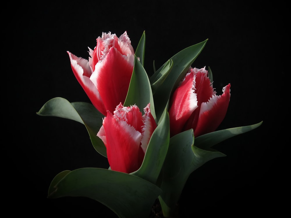 a close up of a red and white flower