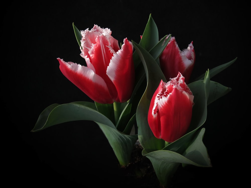 three red tulips with green leaves on a black background