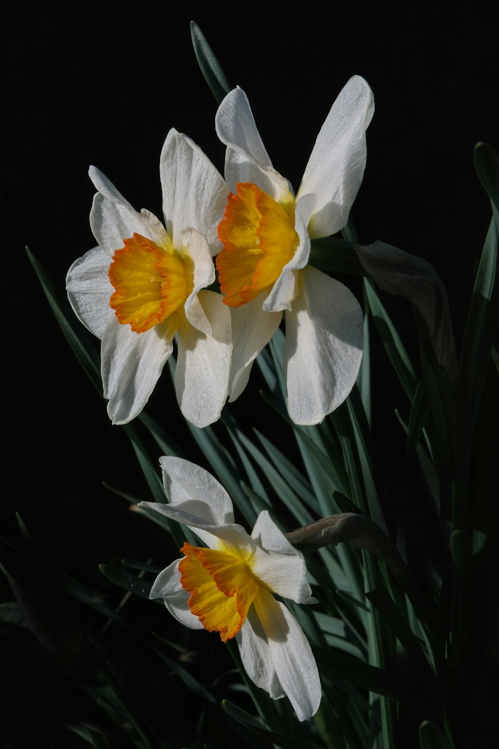a group of white and yellow flowers on a black background