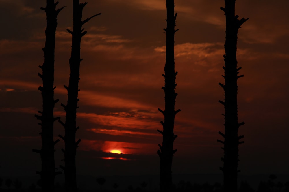 the sun is setting behind the silhouette of trees